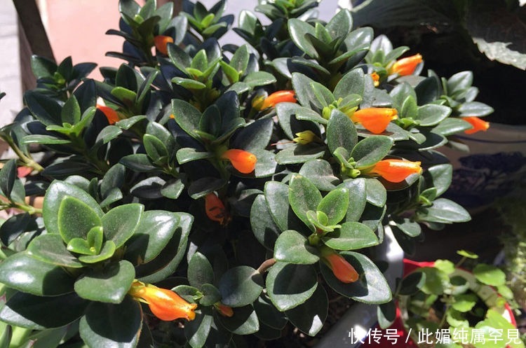 角堇|喜欢牡丹,不如养盆“优良玫瑰”苹果挞,似粉黛佳人,赏心悦目!