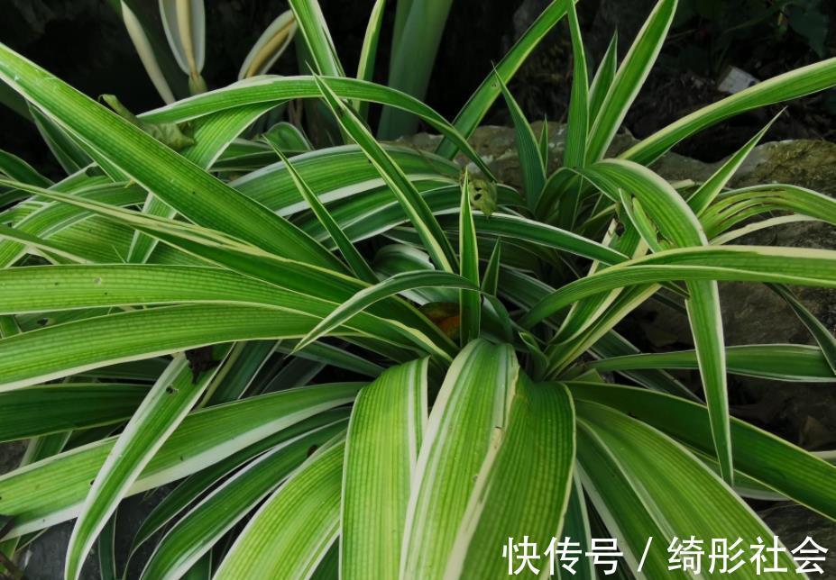 金边吊兰|夏天养金边吊兰,勤喷它,匍匐茎猛窜不停,1个月就长成瀑布