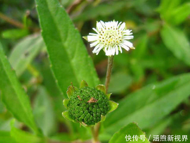 旱莲草|3斤黄芪不如1两它,每天坚持泡水喝,肝脏“锦上添花”