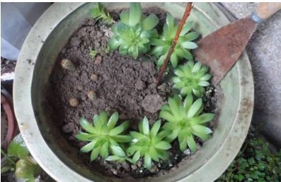 侧芽|此种多肉植物最喜欢生孩子，一次就是一打，拔掉之后太惊艳