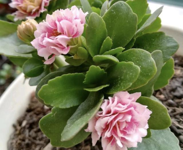 夏天盆栽“长寿花”，把4个“小细节”做好，天冷后冒花苞，美