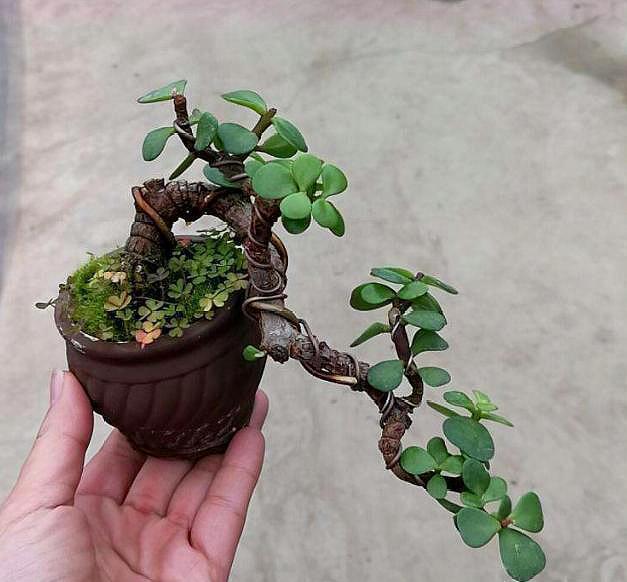 盆栽金枝玉叶,3个“小动作”,叶片饱满有光泽,轻松变成美盆景