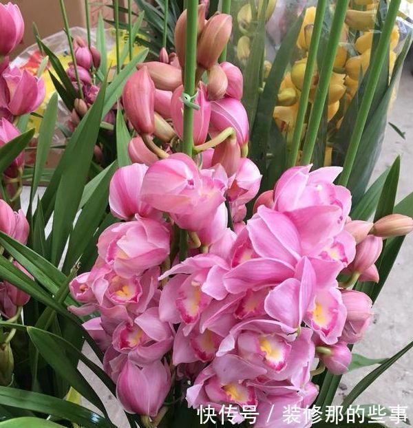 家养几款花卉，不易生病好养护，花大色艳胜玫瑰，开花就爆盆