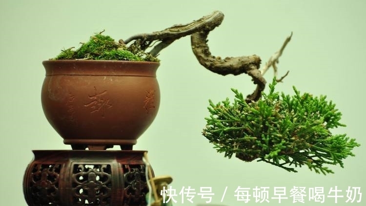 水溶性肥料|你知道吗？微型盆景怎样补充肥料才最有效？