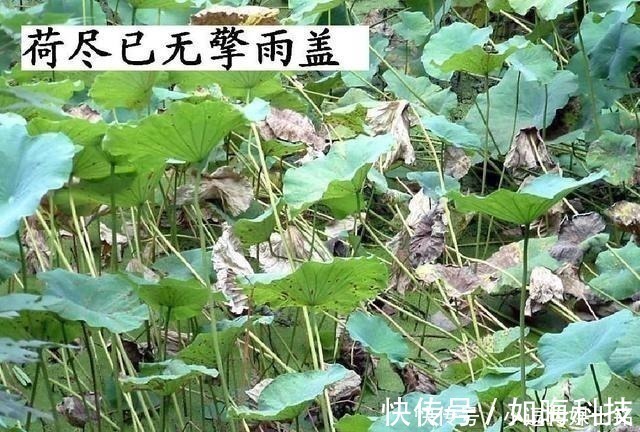 经典诗作&苏轼一首无法超越的经典诗作,短短28字,却温暖了千年时光