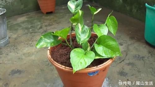 花肥|怎么调节、疏松土壤？巧用这2样，植物长势可轻松得到改善