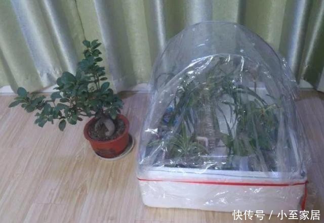 花盆|塑料袋用完先别扔,套在花盆上,用处多多!