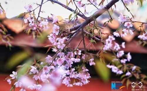 福建泉州：古寺樱花开