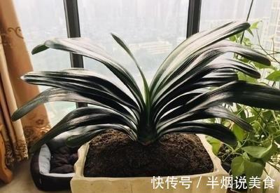 君子兰死气沉沉软绵绵就几个原因，现在学会，不耽误冬天开花