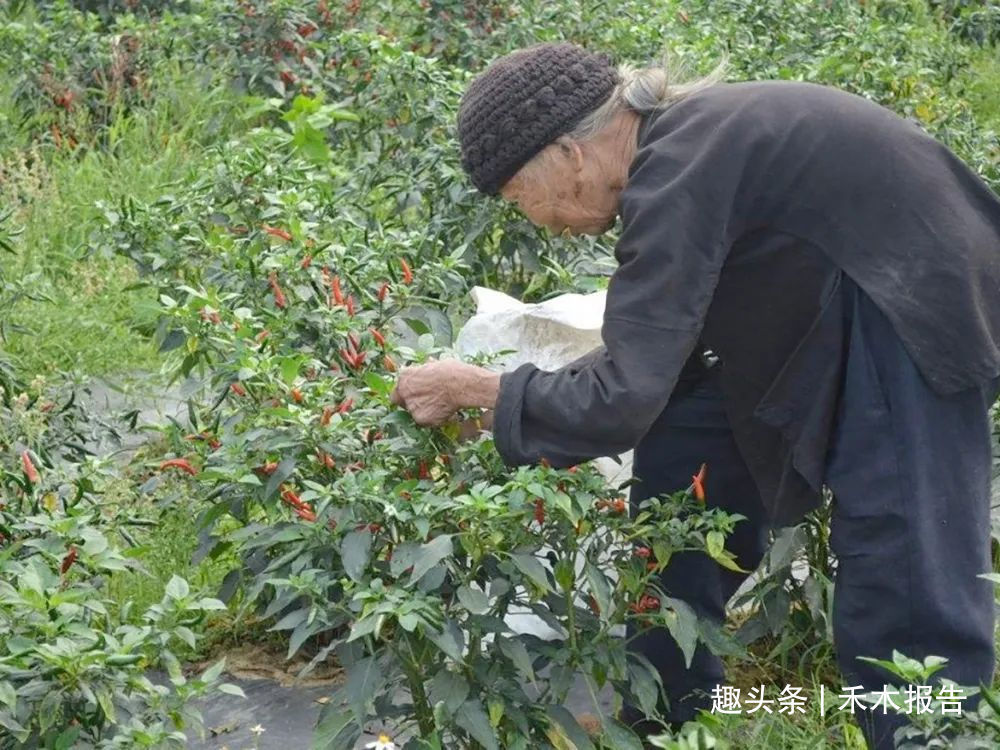 人们吃过它的果实，却不知叶子也能吃，甘甜鲜嫩，还是天然高钙菜