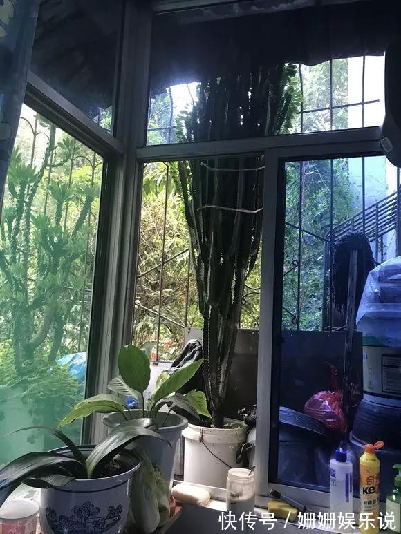 3种“丑花”,长得不怎么样,却能旺运镇宅,关键还好养