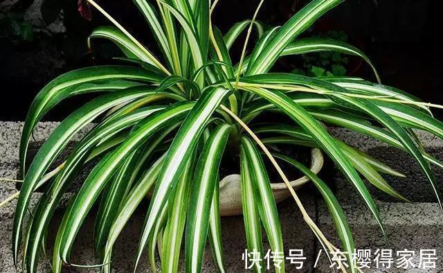 驱蚊草|家里的这些角落里，适合摆放哪些植物？建议收藏！