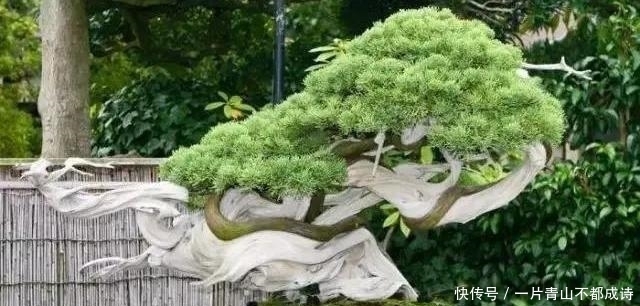 选购到自己满意的树桩,要做好4个方面的功课,成活率是第1前提