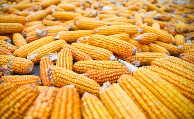 荞麦|减肥“最狠”的四种主食,若你经常端上饭桌,体重慢慢降到2位数