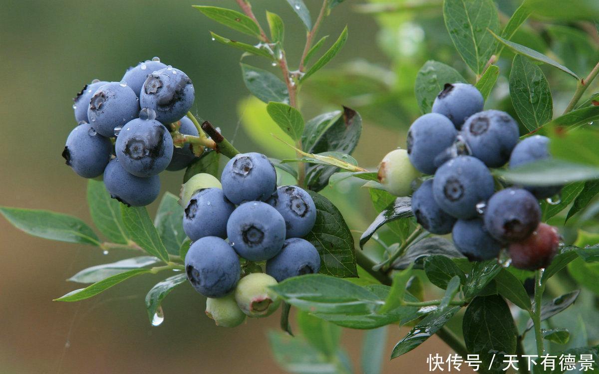 蓝莓结果的关键点是什么?其实方法很简单,掌握几点就可以