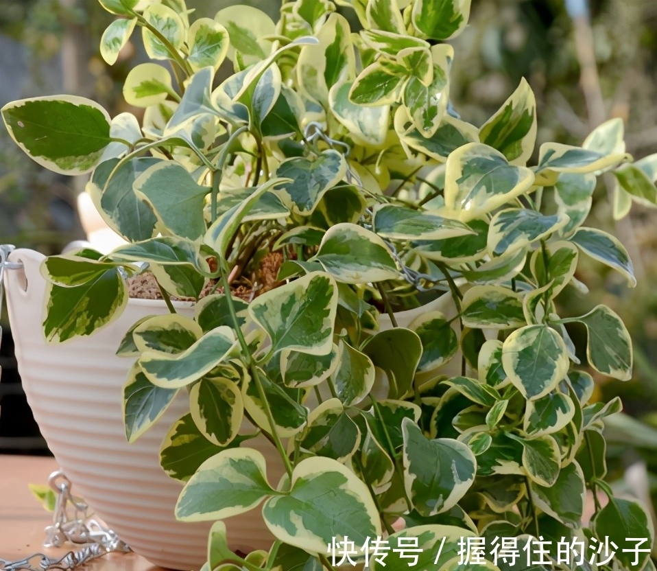 这6种花插枝即活,一盆变十盆,阳台美成小花园,你要不要试试看