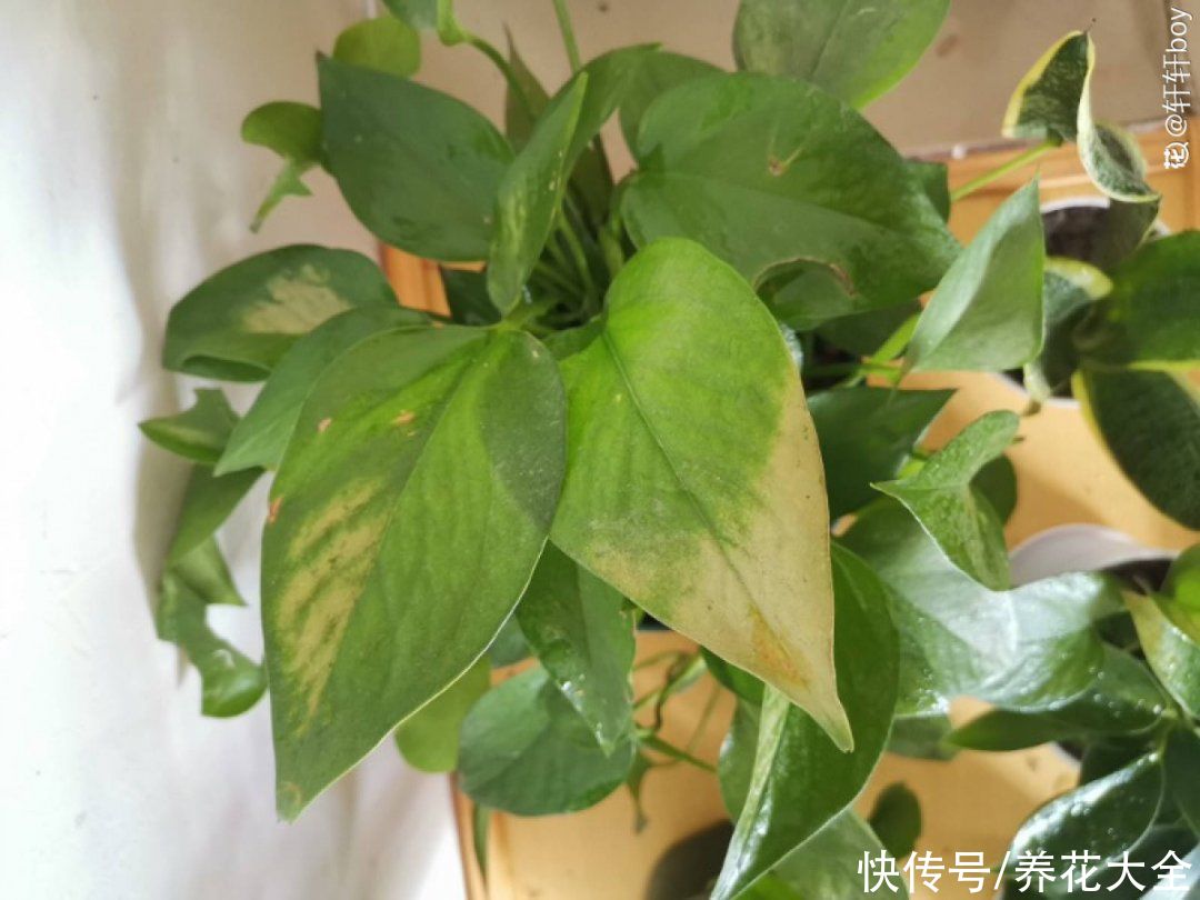 最怕晒的10种花，赶快搬进屋，否则会死掉