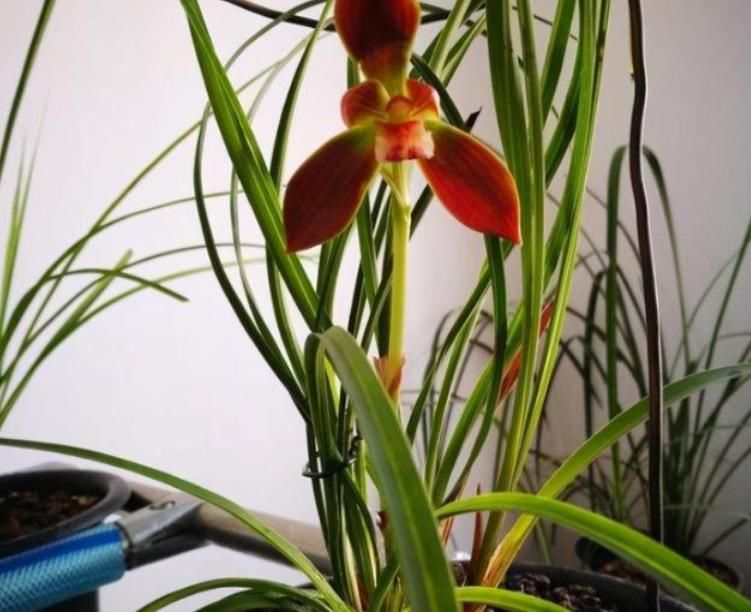 窗台盆栽养国兰小技巧:这2方面到位,打理省心又效果好