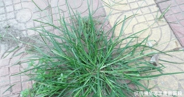 农村一种杂草叫拔不动,市面十几元一斤,碰到珍惜