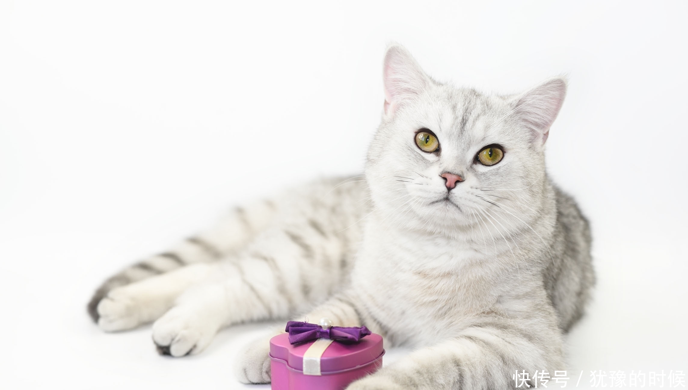 主人|5个月的银渐层掉毛