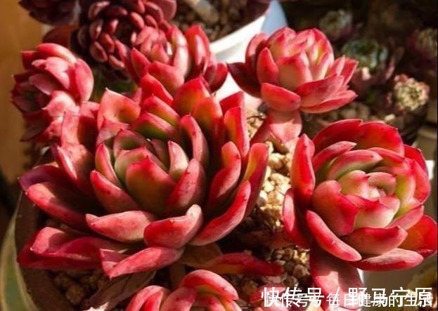 光照|多肉惯着养，早晚变成“大白菜”，饥渴3个月，状态美成仙！