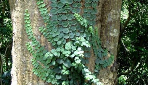 植株|此草名为穿根藤,平日见到感觉很普通,很多人却不知其真正价值