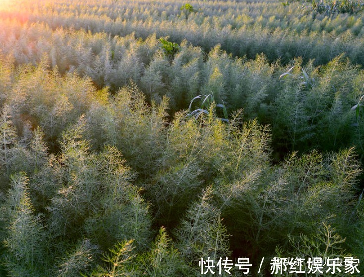 祛风|孜然降火平肝，祛风止痛，让更优质高产的孜然上市，只需做好三点