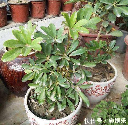 养花就用它做花肥,半年追加一次,比柳枝水、阿司匹林实用