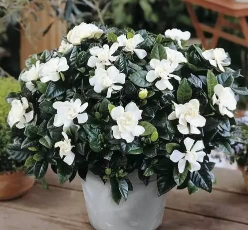 栀子花不开花做好3点,开花多得停不下来,拦都拦不住,爆满盆