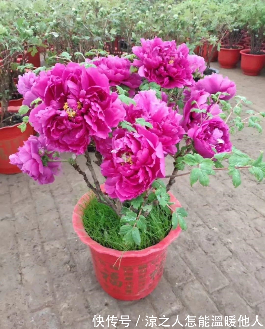 花苞|养的花一直不开花,主要是这6点做好,赶紧学起来