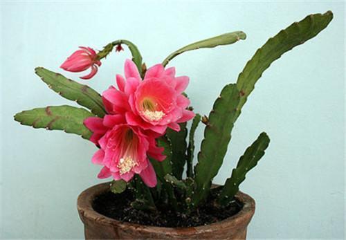 假荷花|这花都叫它“假荷花”，放在土里好生长，开花大朵红艳艳！