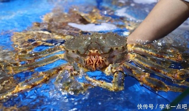 5种“最贵”的海鲜,普通人只有看着的份,土豪也只可能吃过1种
