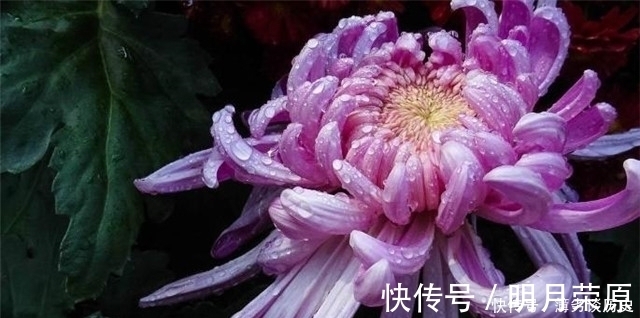 达观|黄庭坚的快意《鹧鸪天》菊花词两首,一首比一首狂放,堪称菊花之醉!