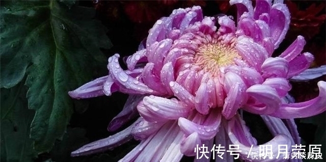 达观|黄庭坚的快意《鹧鸪天》菊花词两首，一首比一首狂放，堪称菊花之醉！