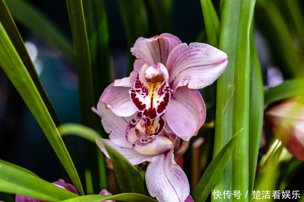 如兰|兰花开花后要如何修剪教你几招一年就疯长,年年开花爆盆!