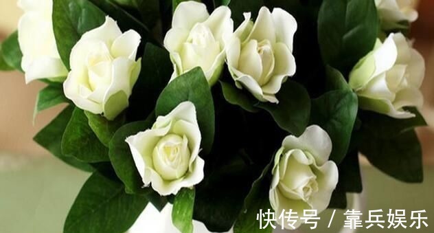 凤仙花|家里养此6种花卉盆栽,好养易活满屋子飘香,美极了!