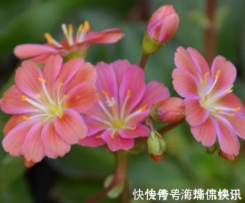 喜欢玫瑰,就养盆珍稀品种“女人香气”,丰腴婀娜,娇嫩柔和!