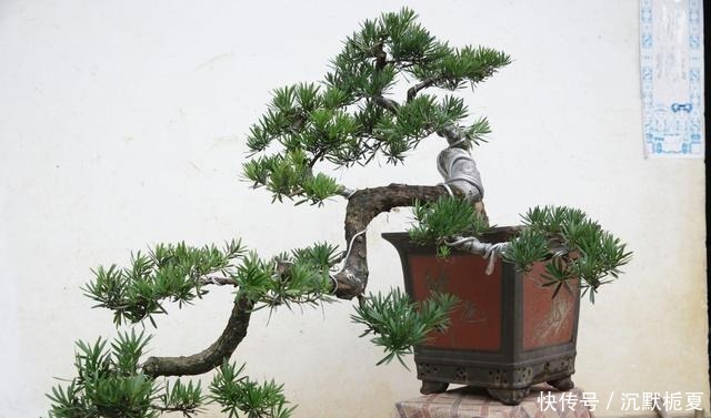 有院子就种4种树,老祖宗留下的“顺口溜”,不是没有道理!