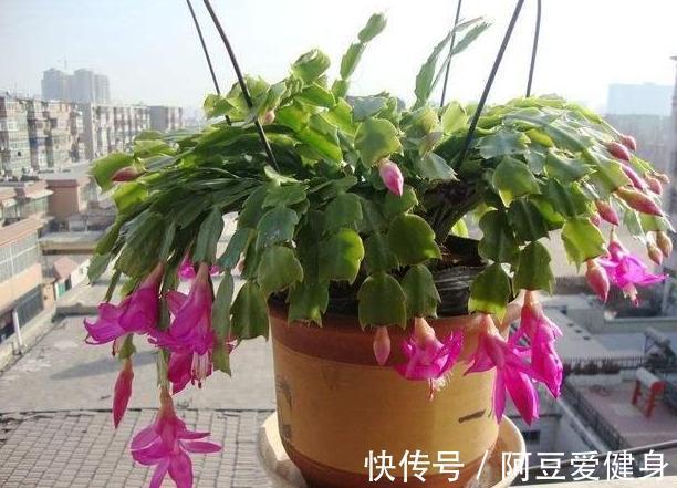 养花|养花不用买肥料,4种''生活垃圾''一处理,盆栽开花又大又漂亮