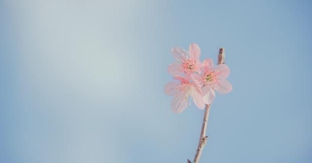 幽香|王安石很著名一首梅花诗,短短4句传唱1000多年,最后10字太惊艳