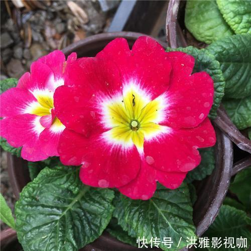 冬季|到了冬季就盆栽这7样花卉,耐寒能力强,开花美丽又喜庆