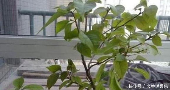 开花期|三角梅只长叶子不开花老花友教你一招，一次能开大半年