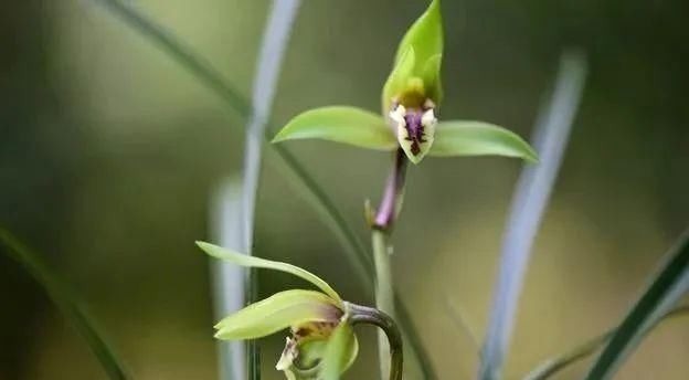 养好兰花的口诀,书本上学不到的经验,喜欢就收藏吧