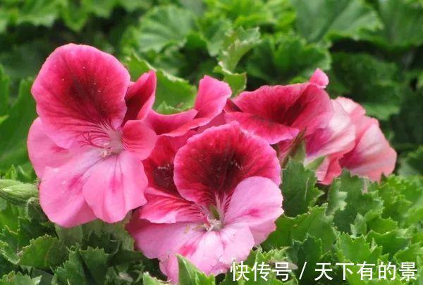 欧月藤月|花期长达200天,好养漂亮,花色鲜艳,越晒花开越多,超美