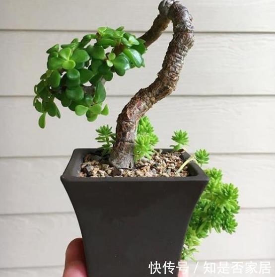 金枝玉叶|适合新手的2种花卉,皮实好养长势旺,养成盆景价值高