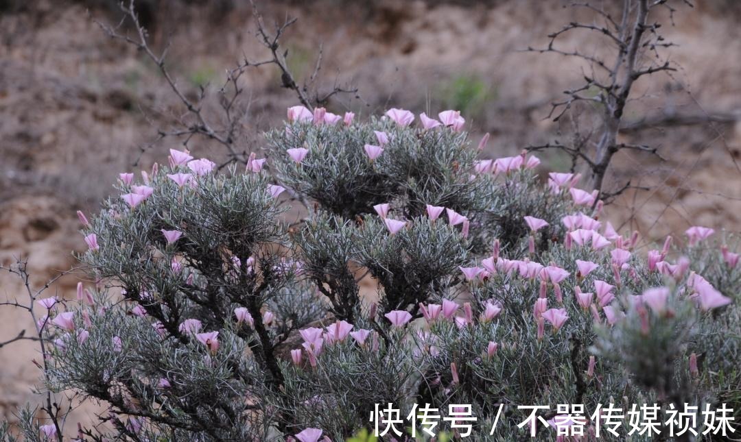 湿地|探索黄河岸边不知名土山，坡上开满奇怪的花朵，路边横着清代墓碑