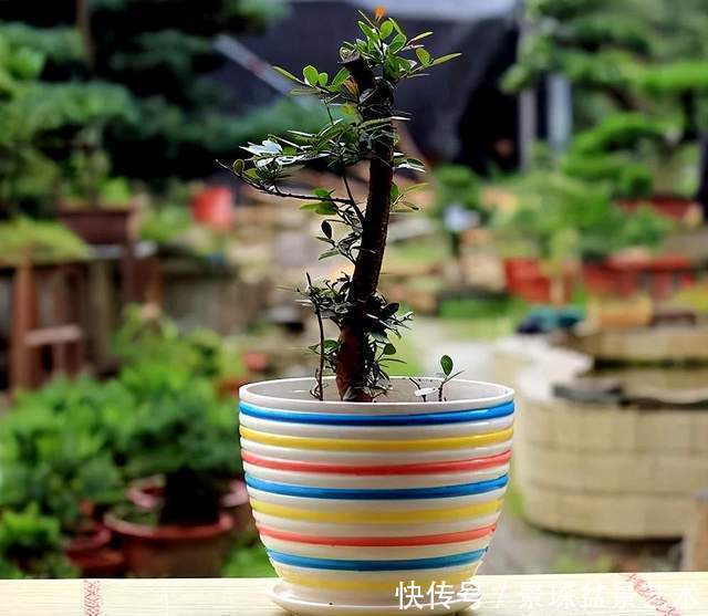 花盆原来也有这么讲究,别给你家树桩盆景选错了!