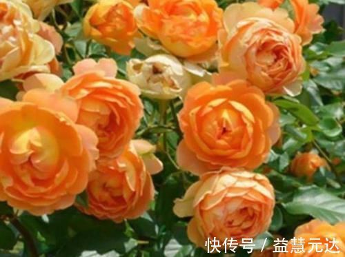 矮牵牛|3种花，越掐长越旺，一盆开出300朵，层层交叠，花开看不见叶