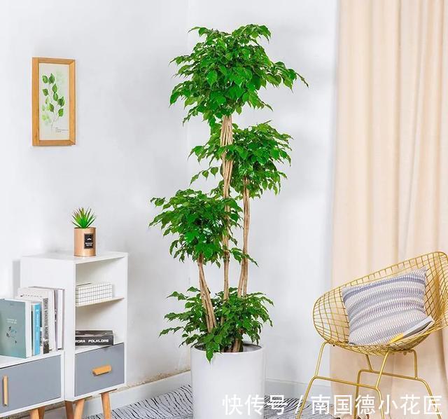 家里的花别乱送人，尤其这几种，“镇宅”又“旺财”你家里有吗？