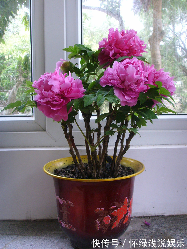 十大旺财花越老越值钱，建议养一盆，越养越富贵